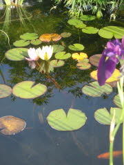 Teich148