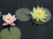 Teich150