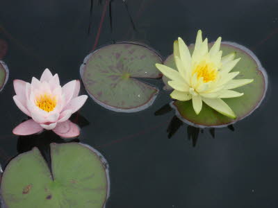Teich150