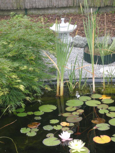 Teich151