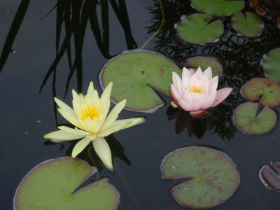 Teich153